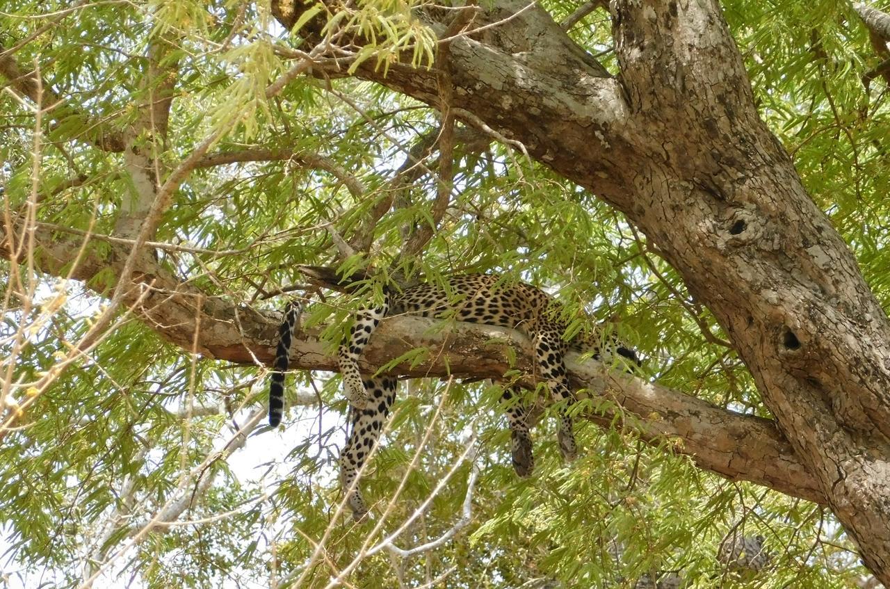 Galapita Eco Lodge Buttala エクステリア 写真