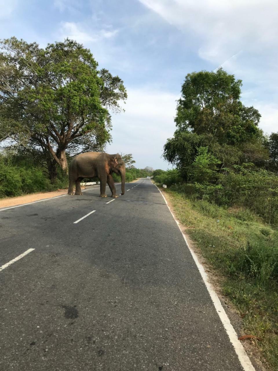 Galapita Eco Lodge Buttala エクステリア 写真