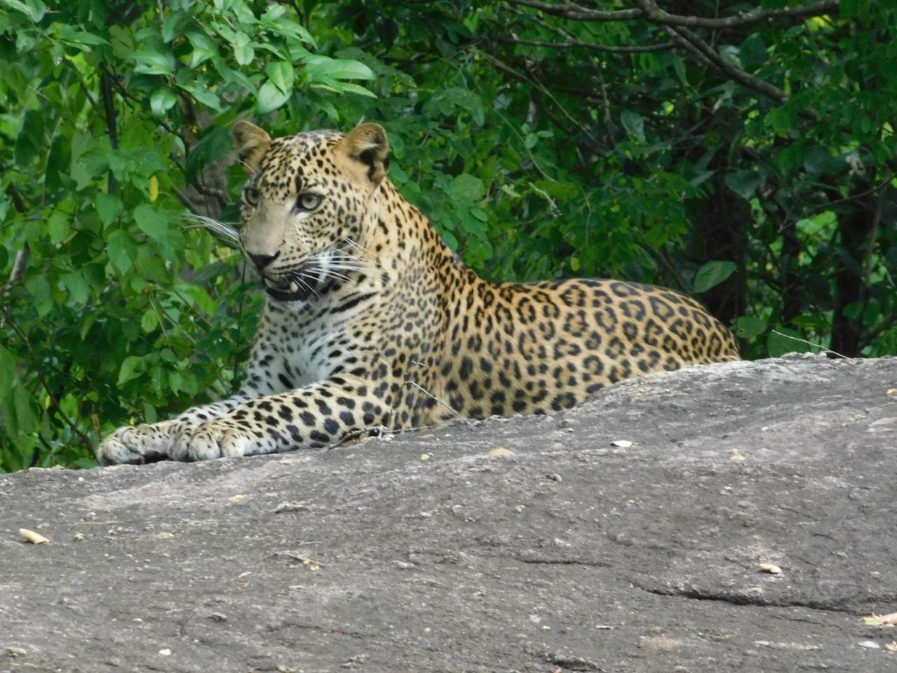 Galapita Eco Lodge Buttala エクステリア 写真